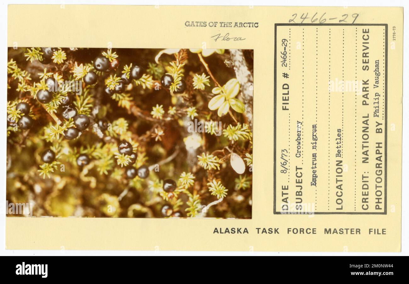 Crowberry Empetrum nigrum. Alaska Task Force Photographs Stock Photo