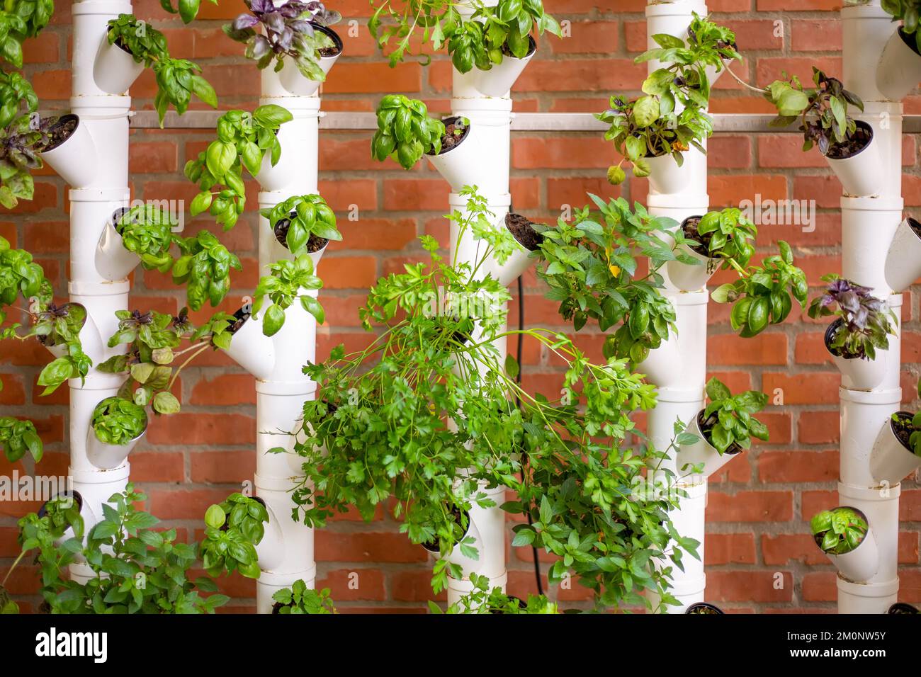 Vertical hydroponic system with aromatic herbs, basil, prezemulus