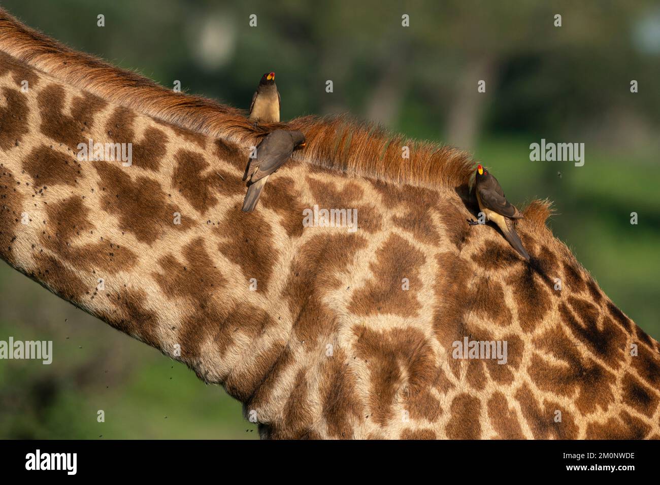 Oxpecker on a giraffe hi-res stock photography and images - Alamy