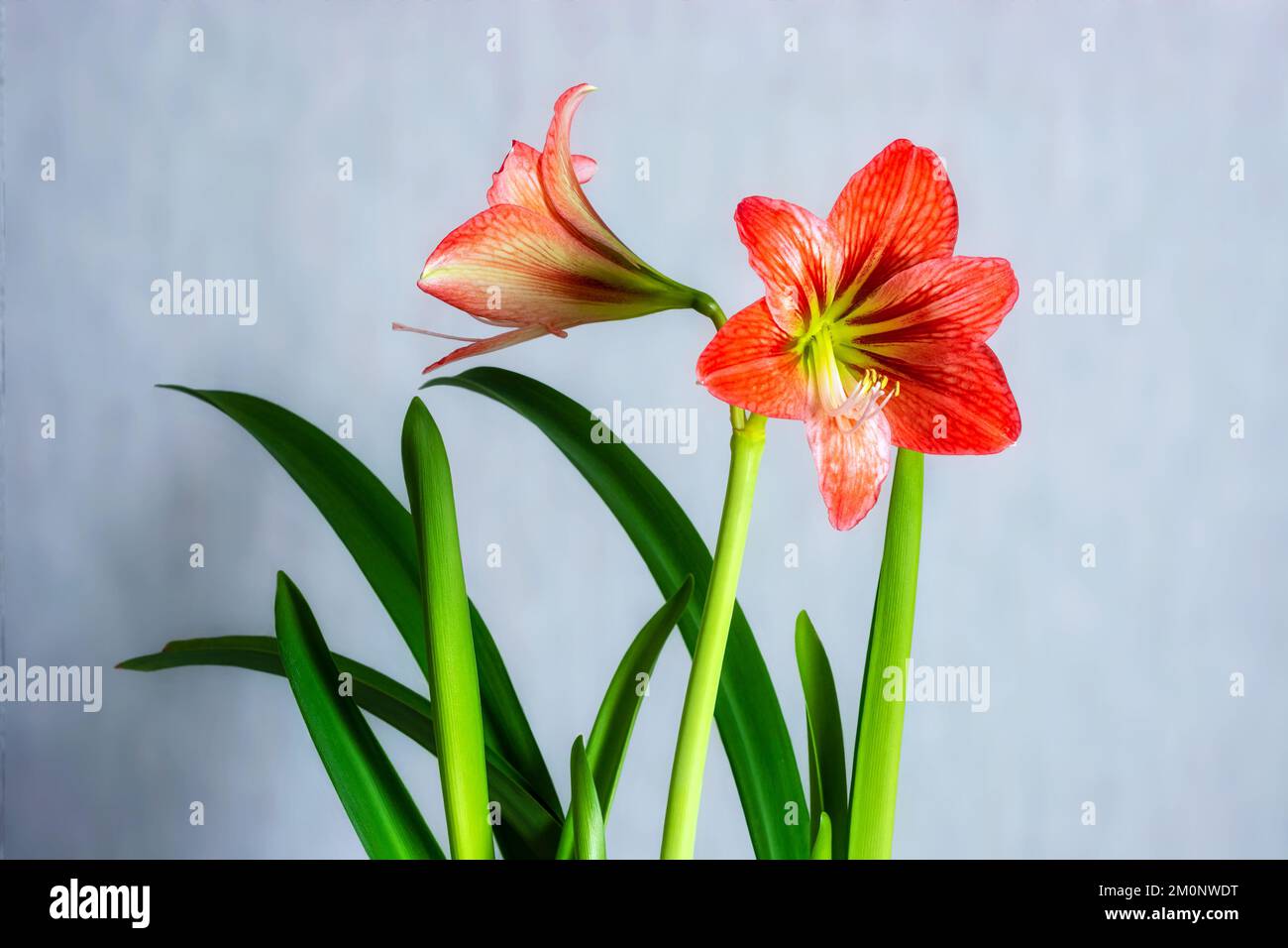 Bright, colorful flowers of hippeastrum red with green leaves on a gray background. Stock Photo