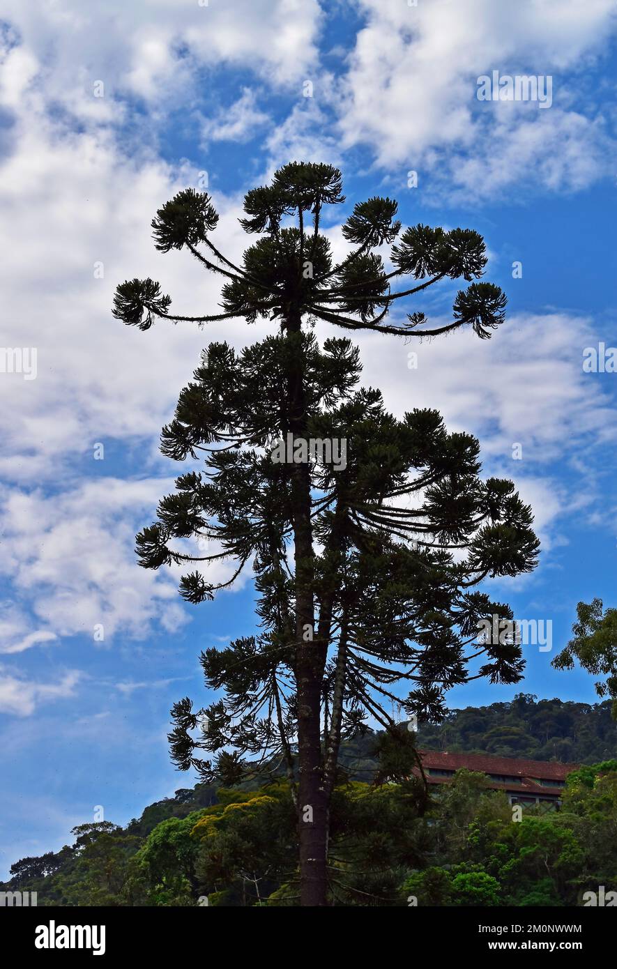 Candelabra trees or Brazilian pine (Araucaria angustifolia) and blue sky Stock Photo