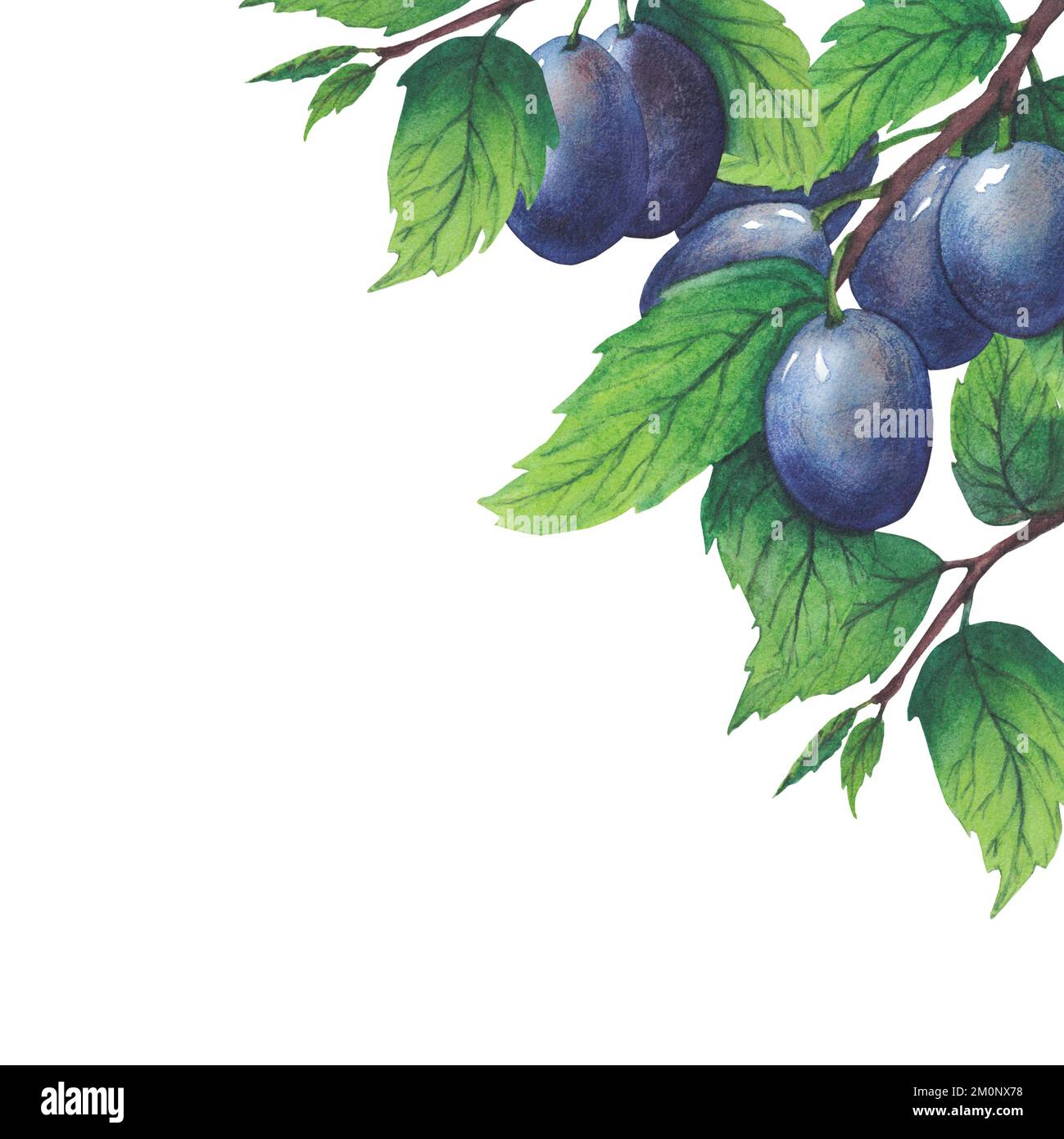 Set of watercolor plum tree branches with green leaves and fruits Stock ...