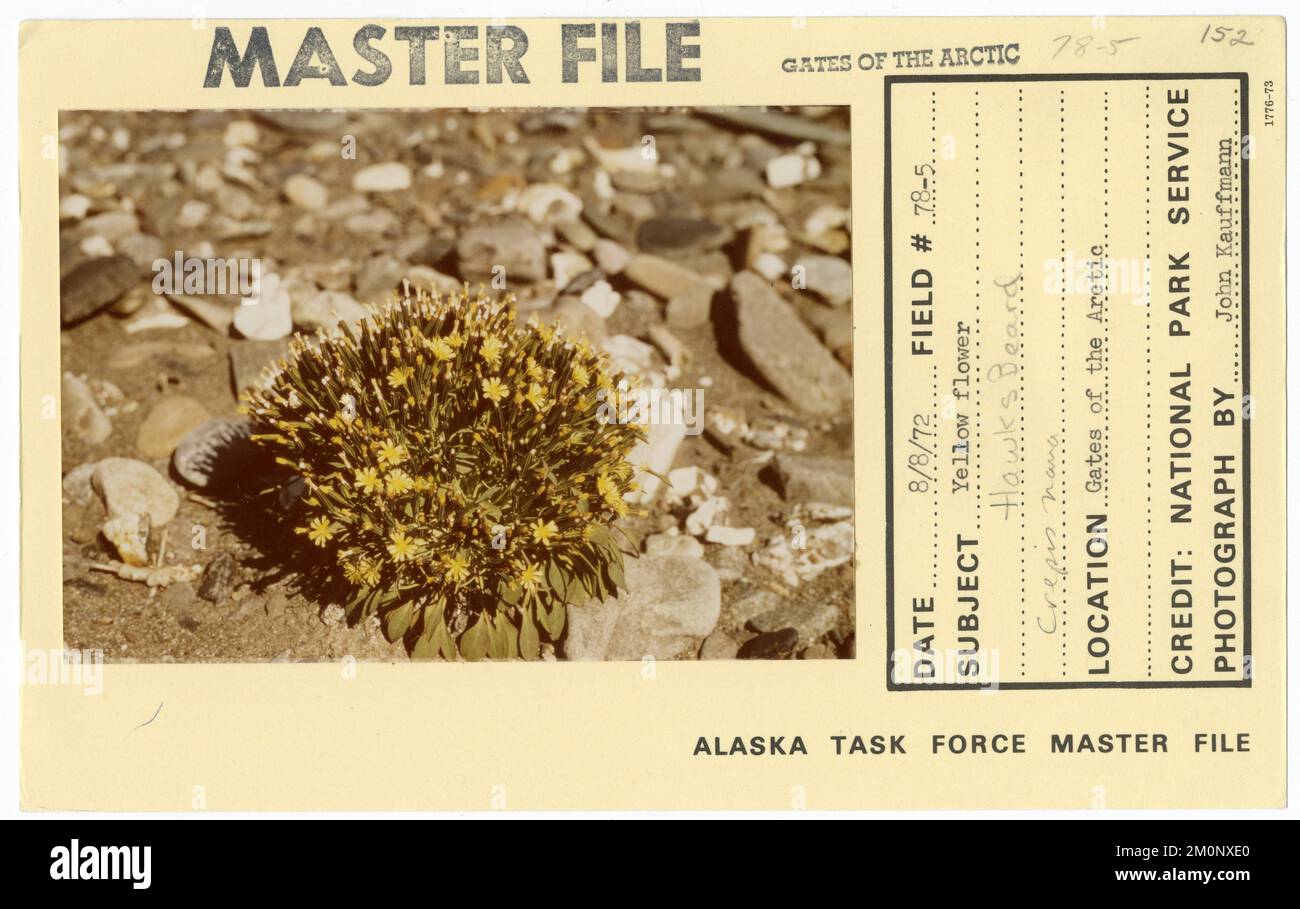 Yellow flower Hawks Beard crepis nana. Alaska Task Force Photographs Stock Photo