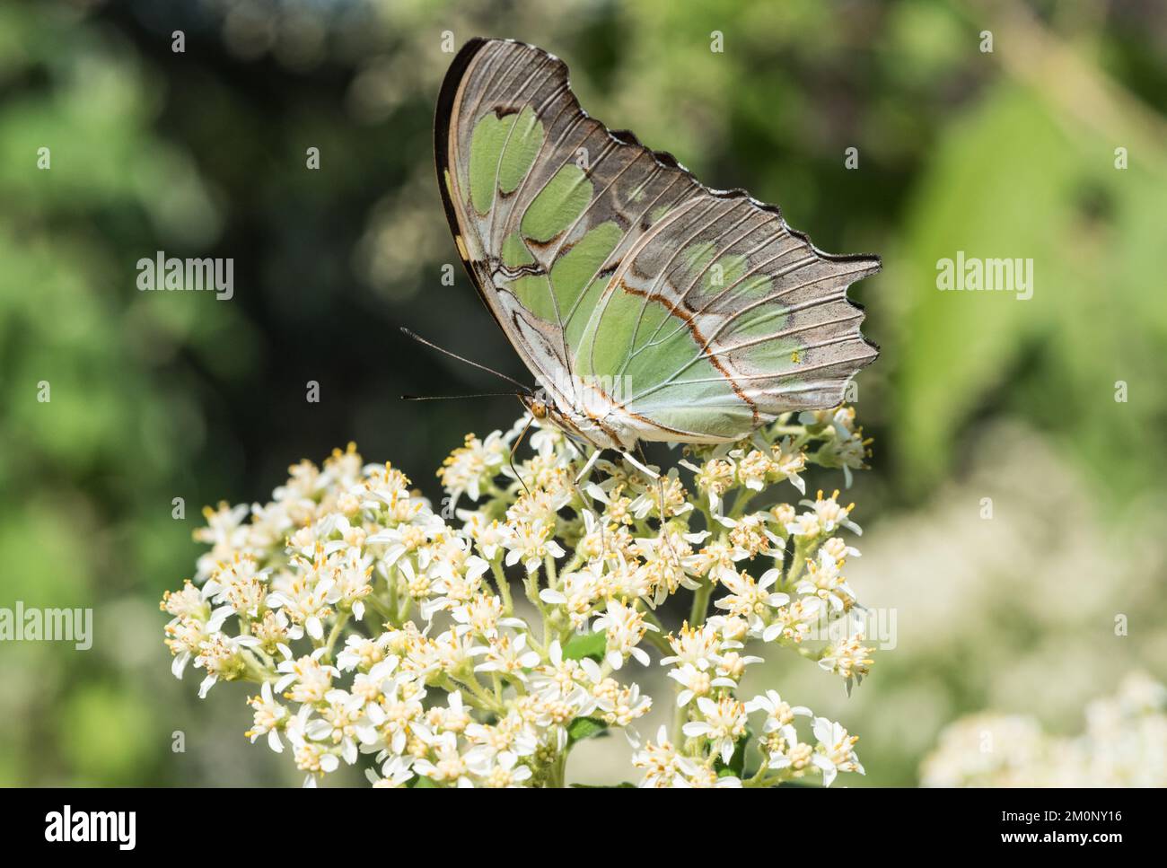 Foraging Malachite (Siproeta stelenes) Stock Photo