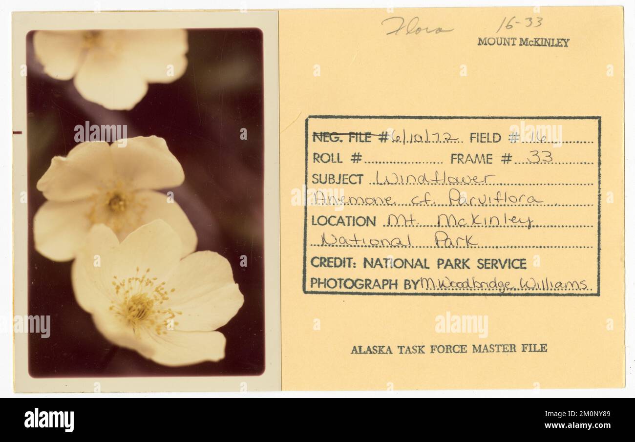 Windflower anemone cf. parviflora. Alaska Task Force Photographs Stock Photo