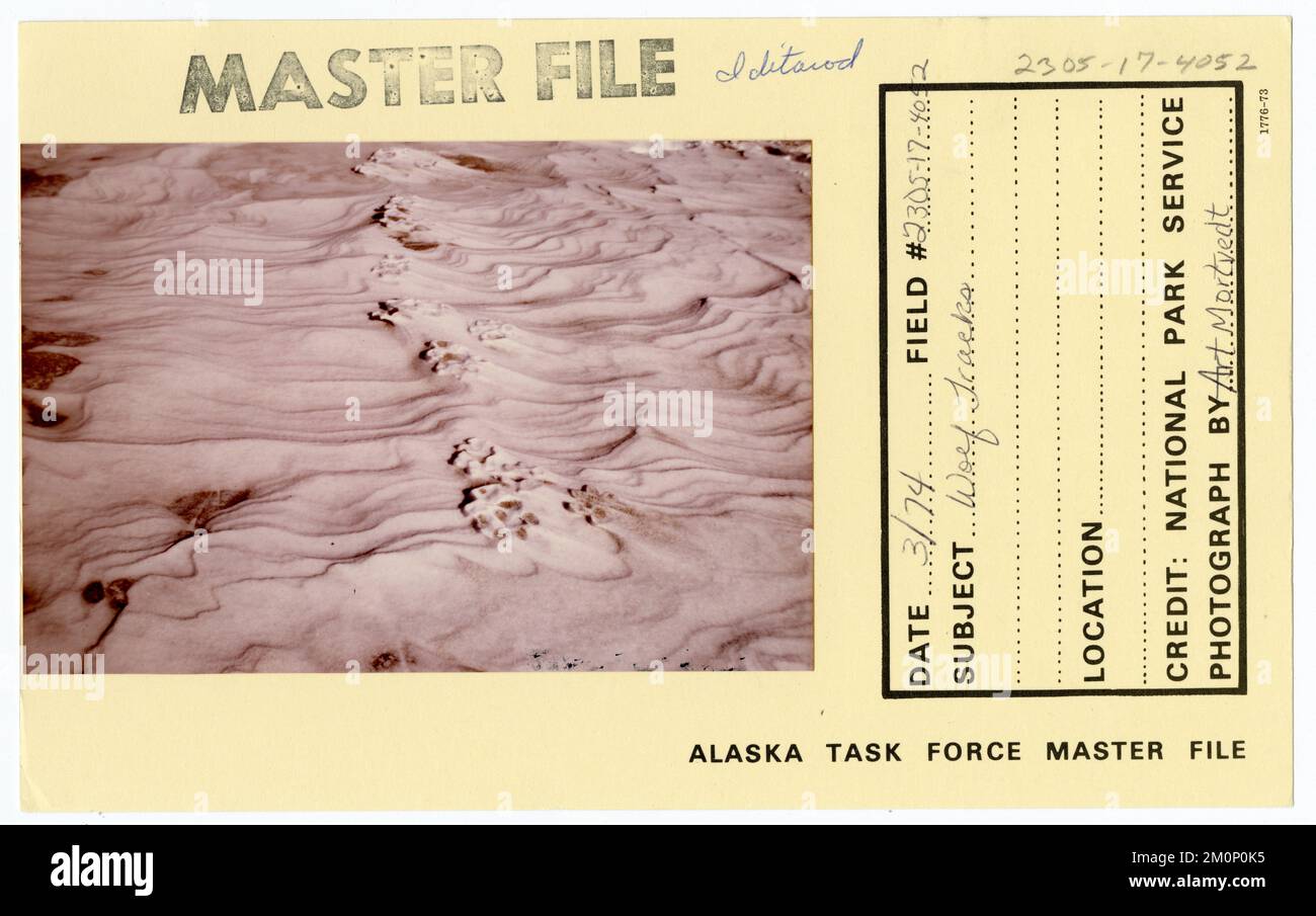 Wolf tracks. Alaska Task Force Photographs Stock Photo