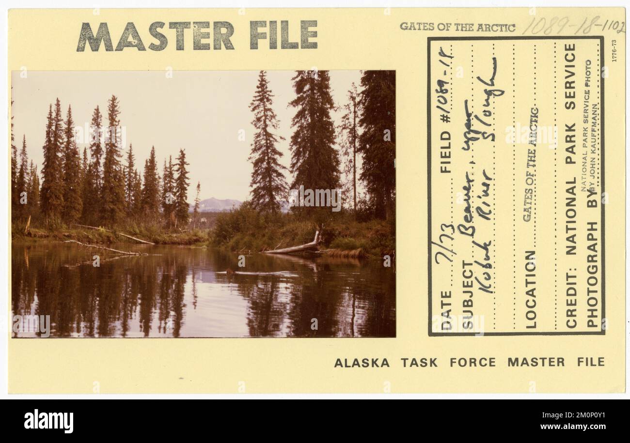 Beaver, upper Kobuk River slough. Alaska Task Force Photographs Stock Photo