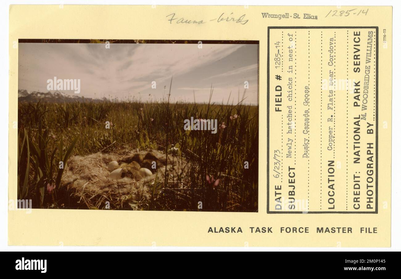 Newly hatched chicks in nest of Dusky Canada Goose. Alaska Task Force