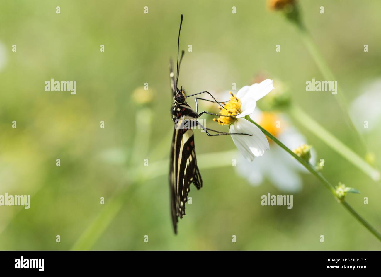Feeding Zebra Heliconian (Heliconius charithonia) Stock Photo