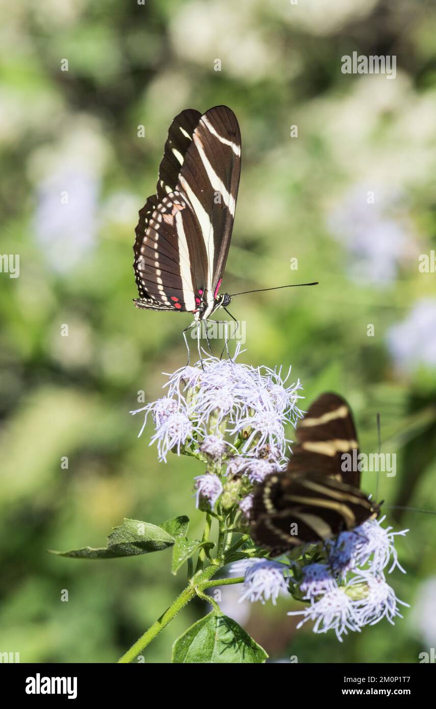 Feeding Zebra Heliconian (Heliconius charithonia) Stock Photo