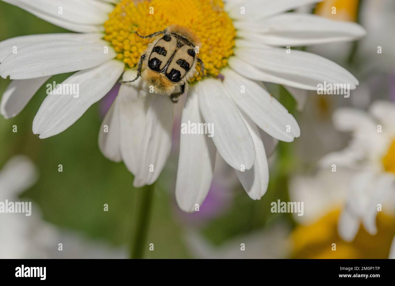 The banded paintbrush beetle (Trichius fasciatus) is a beetle from the scarab beetle family (Scarabaeidae). Banded brush beetle. on a margarita Stock Photo