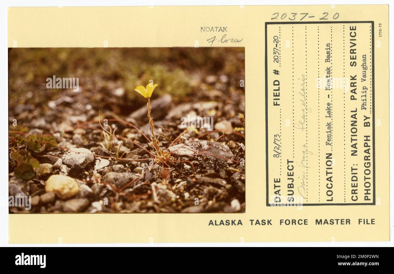 Saxifraga flagellaris. Alaska Task Force Photographs Stock Photo