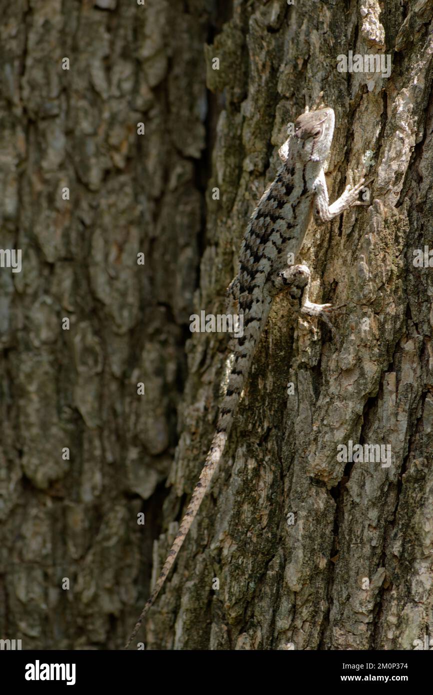 Crevice Spiny Lizard Stock Photo