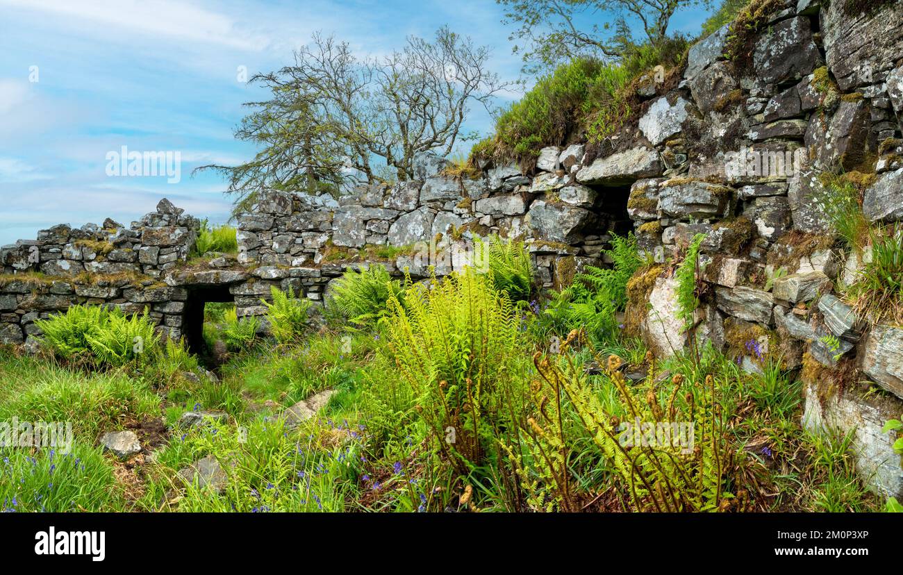 Ruin walls of Totaig Broch (Caisteal Grugaig) an ancient Scottish iron age roundhouse, Letterfearn, Highland, Scotland, UK Stock Photo