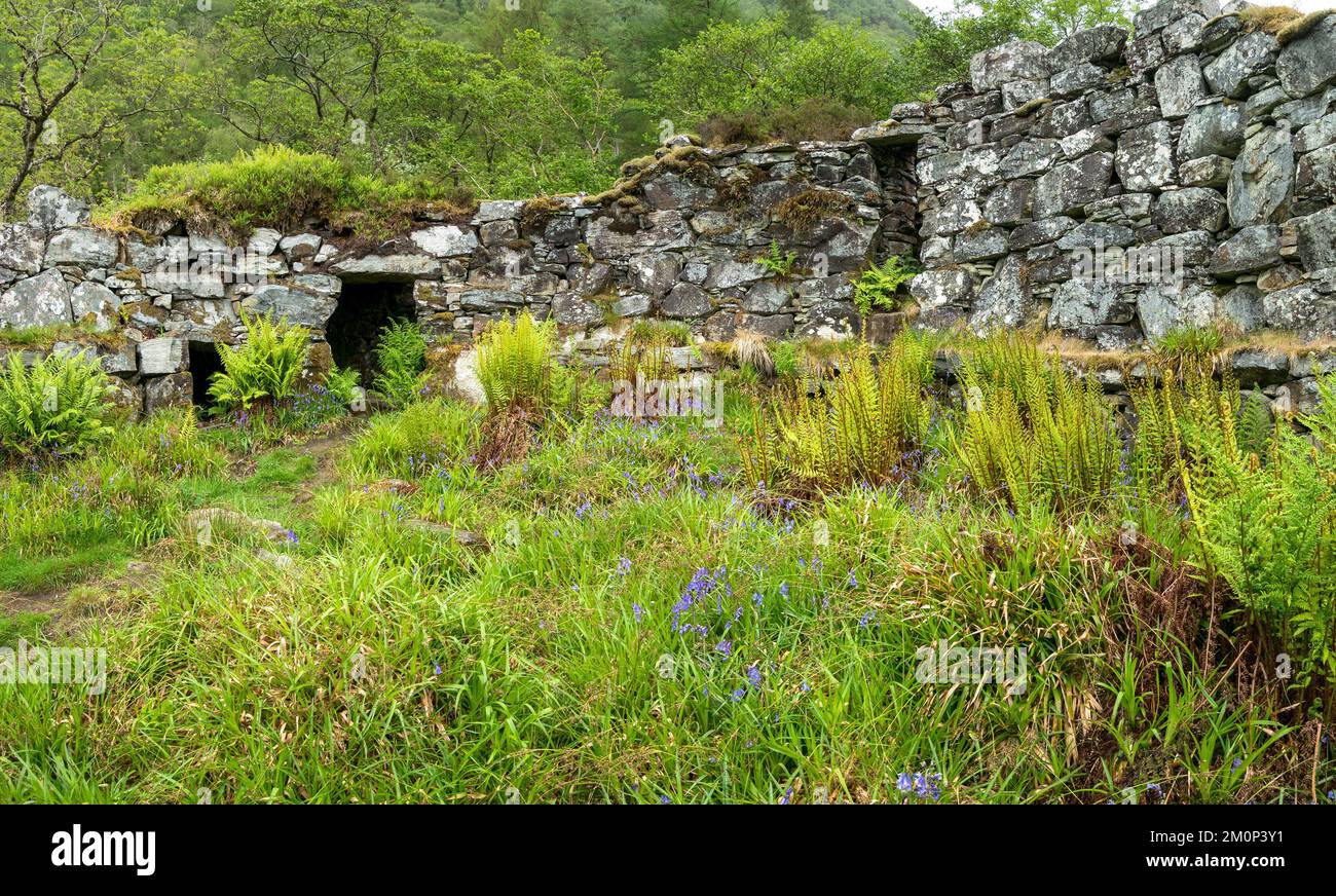 Ruined walls of Totaig Broch (Caisteal Grugaig) an ancient Scottish iron age roundhouse, Letterfearn, Highland, Scotland, UK Stock Photo