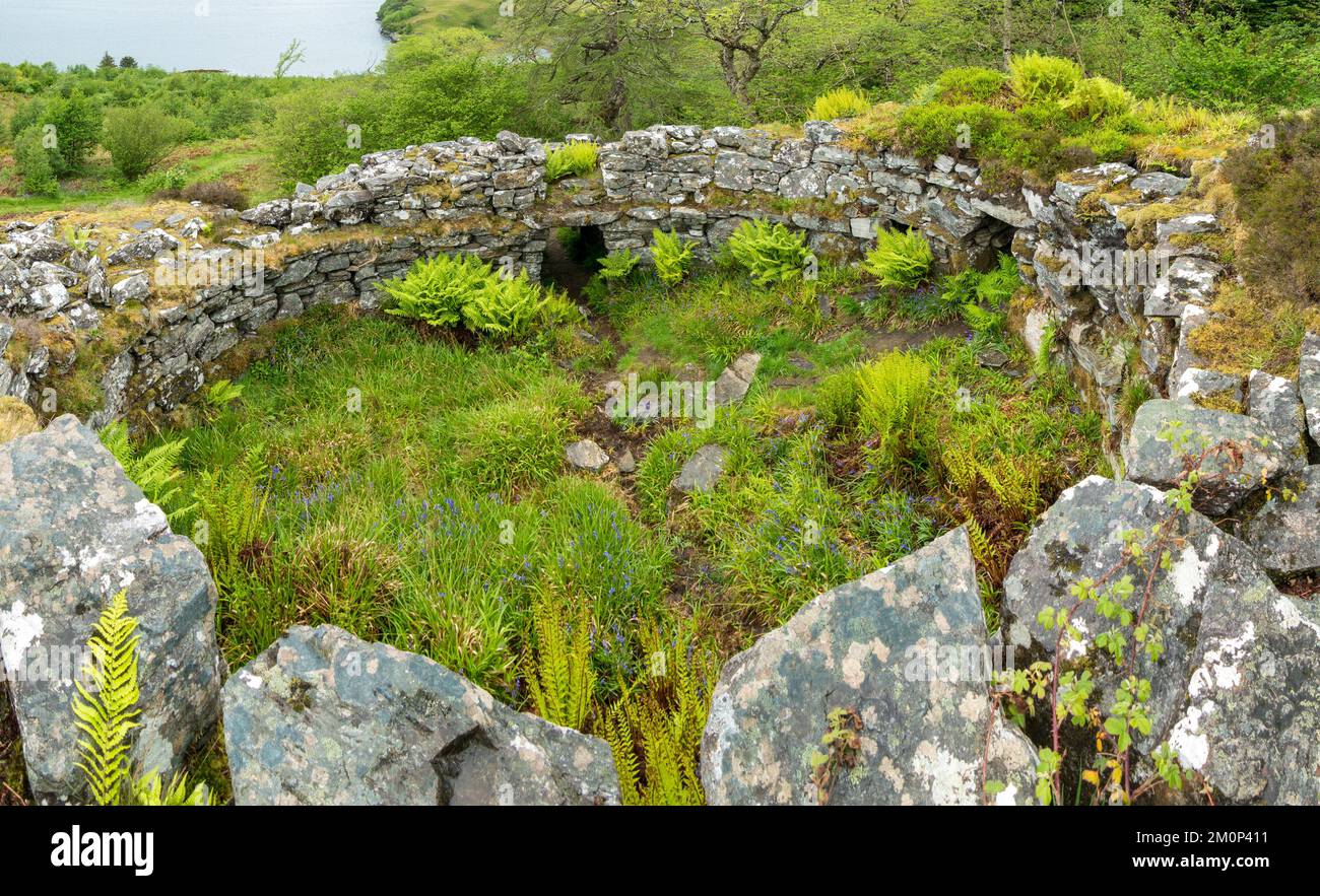 Ruined circular walls of Totaig Broch (Caisteal Grugaig) an ancient Scottish iron age roundhouse, Letterfearn, Highland, Scotland, UK Stock Photo