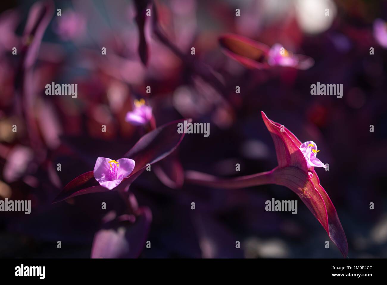 Blurred purple heart plant. Purple leaves and pink flowers closeup on sunny day Stock Photo