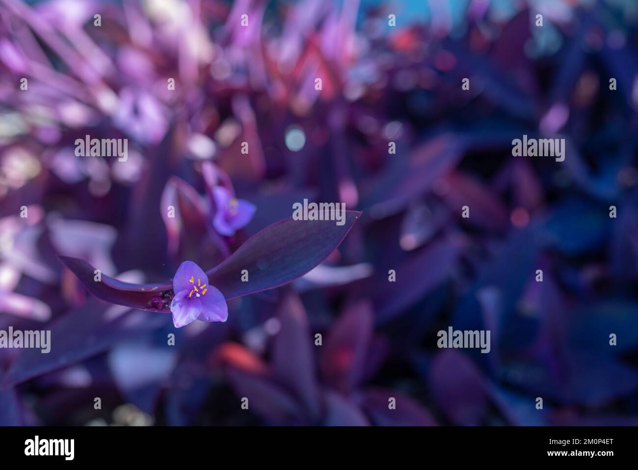 Blurred purple heart plant. Purple leaves and pink flowers closeup on sunny day Stock Photo