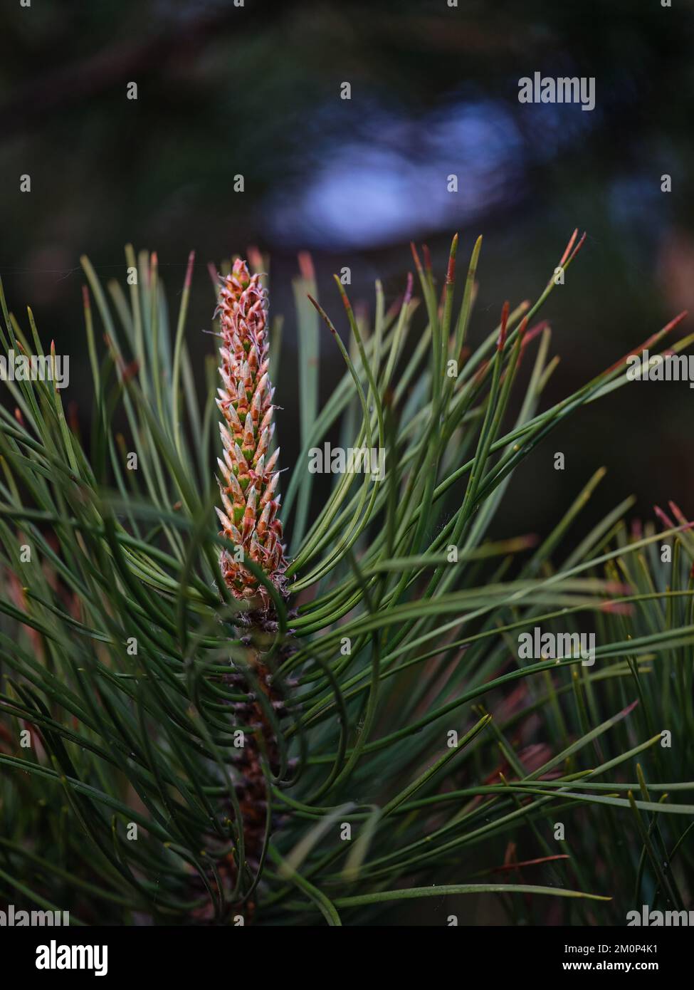 A vertical closeup of a pine tree against the blurred background Stock ...