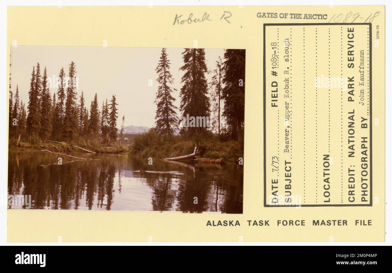 Beaver, upper Kobuk River slough. Alaska Task Force Photographs Stock Photo