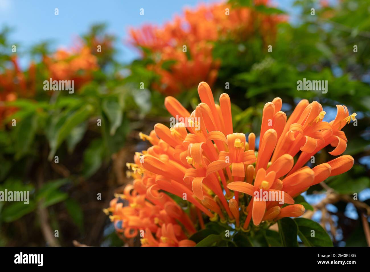 Orange tropical flowers hi-res stock photography and images - Alamy
