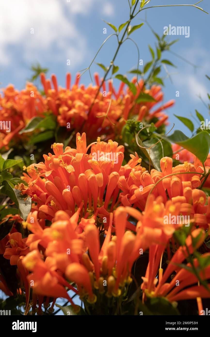 Flamevine orange flowers and green leaves summer background Stock Photo