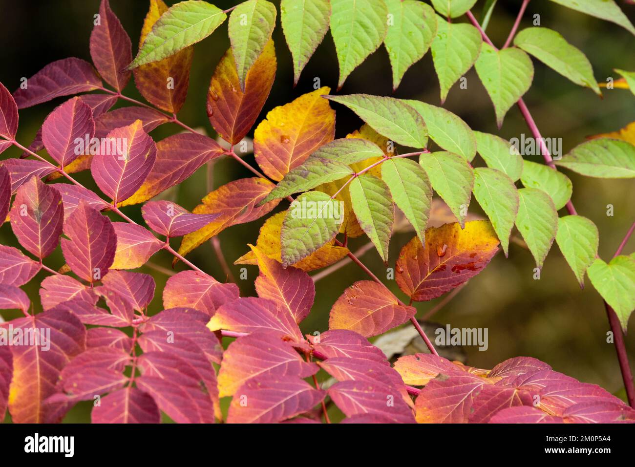 Vibrant and colorful leaves of a Japanese angelica tree plant during fall foliage in Europe Stock Photo