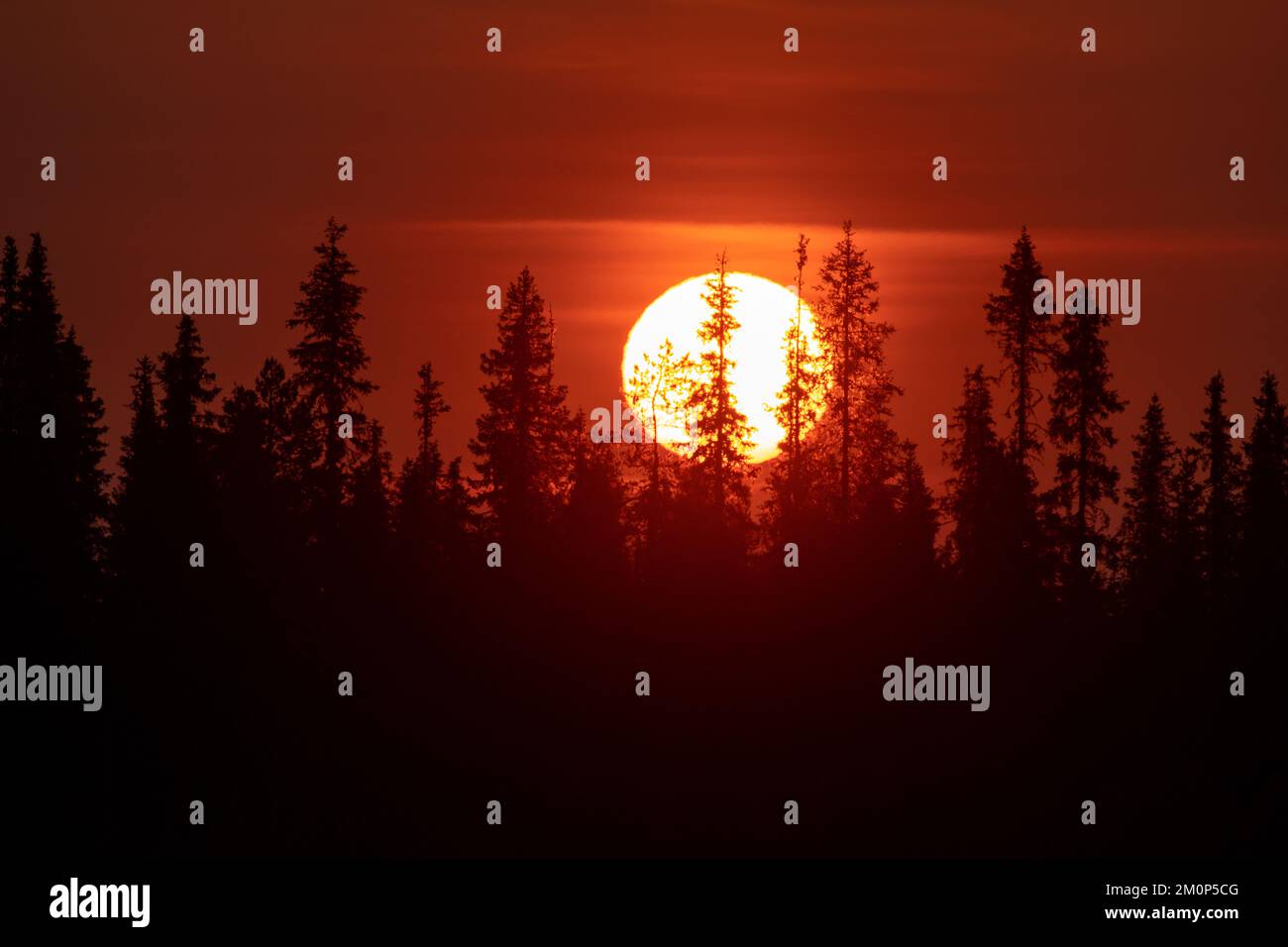 Large Sun setting behind a taiga forest silhouette on a summer night near Kuusamo, Northern Finland Stock Photo