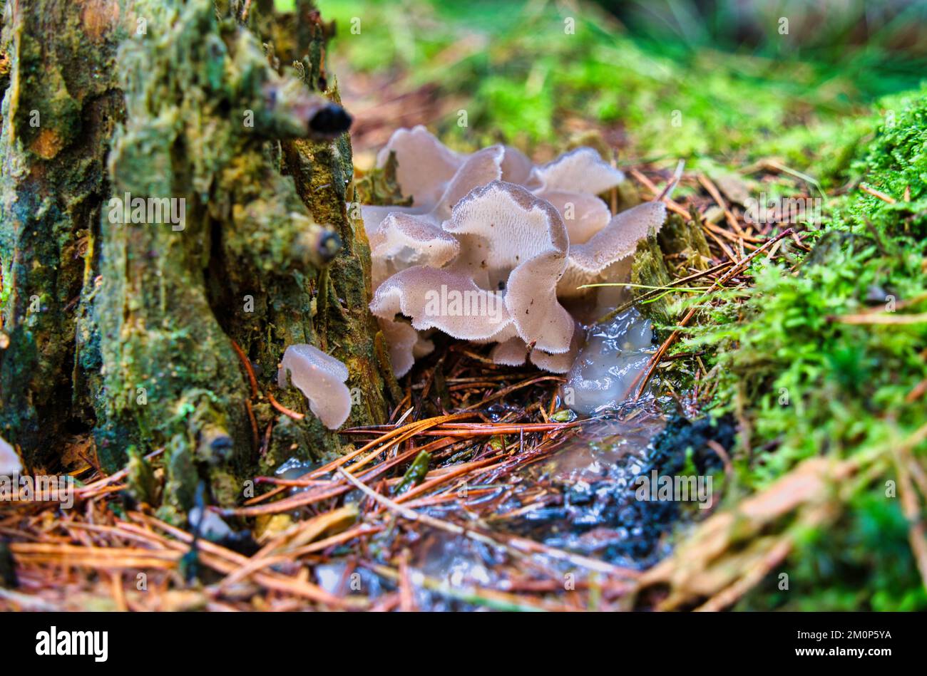 The Jelly Hedgehog (Pseudohydnum gelatinosum) is an edible mushroom , stacked macro photo Stock Photo