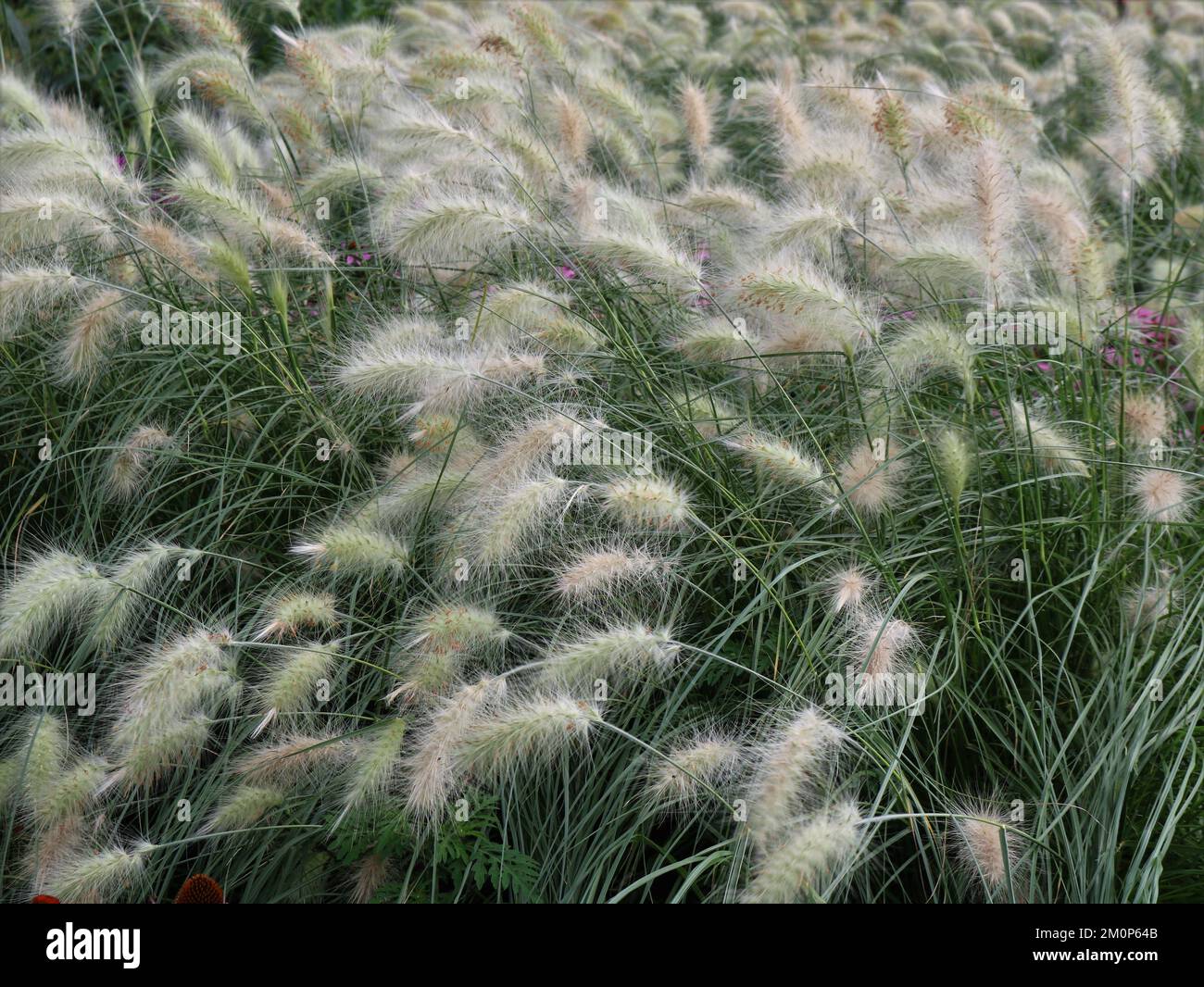 decorative bowed white fluffy inflorescences of feather grass in the wind among green grass as a natural background, beautiful steppe flowers Stock Photo