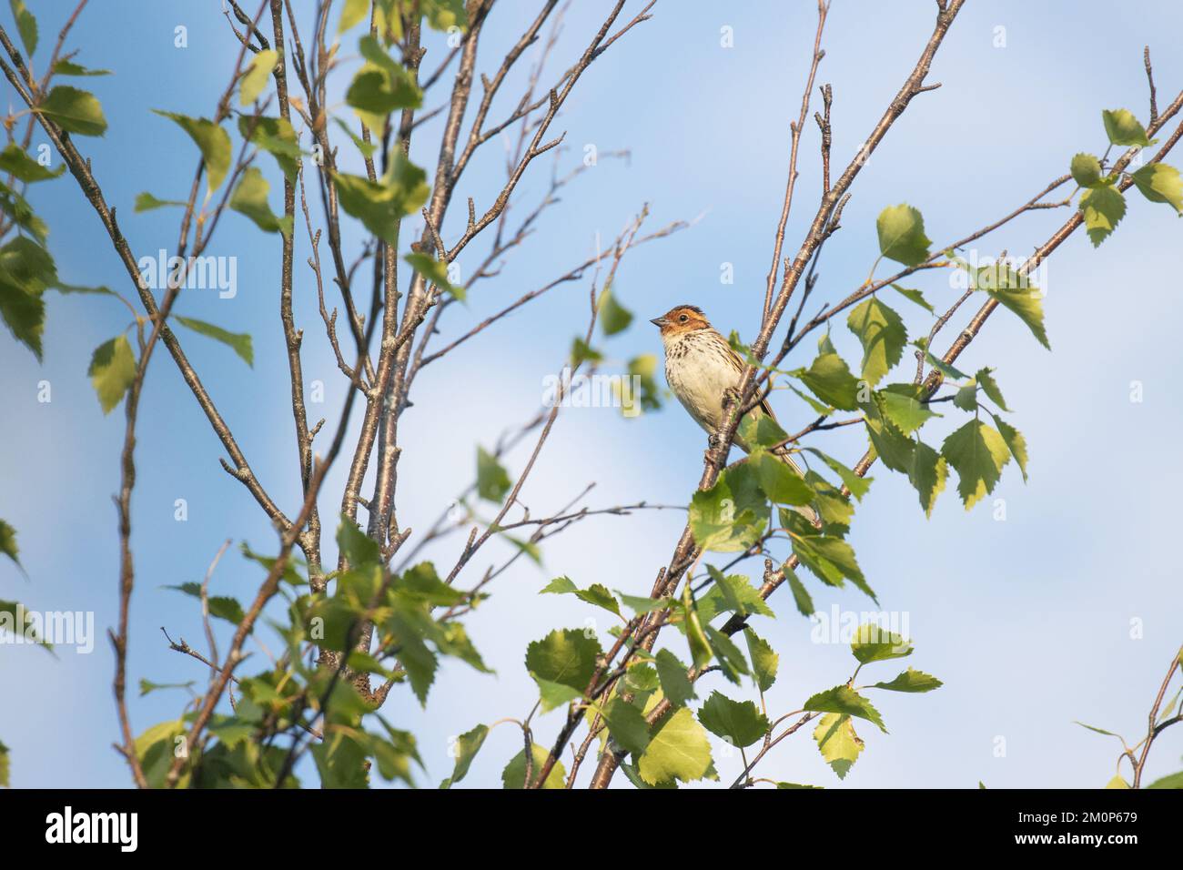 Little bunting perched on a summer day near Kuusamo, Northern Finland Stock Photo