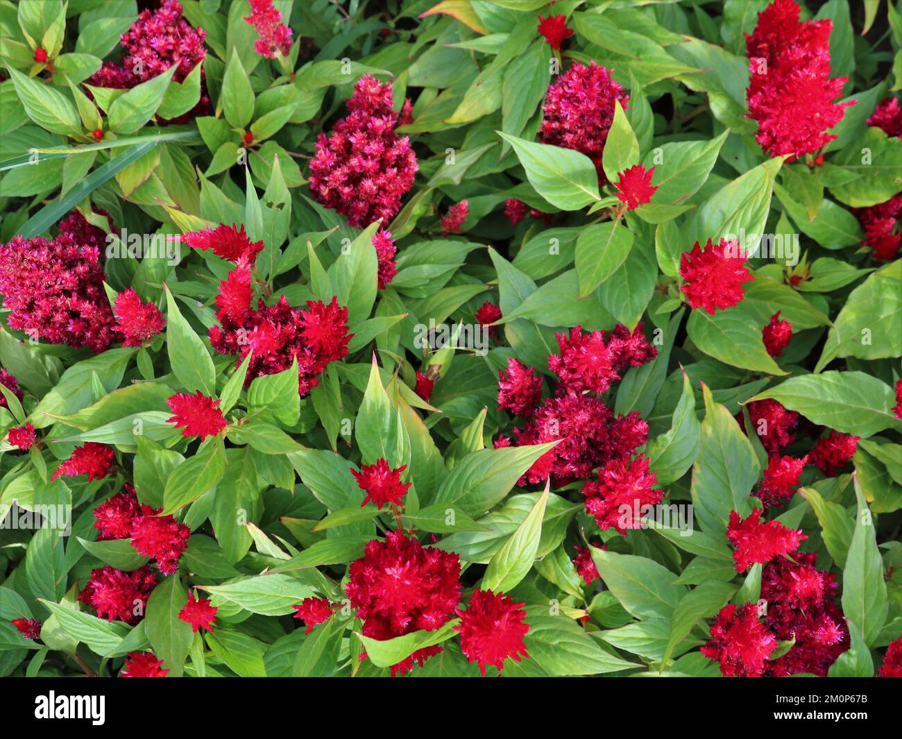 red inflorescences of decorative flowers among green leaves as a ...