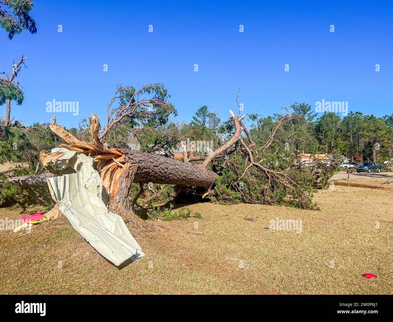 Massive tree fallen over from tornado wind damage. Stock Photo