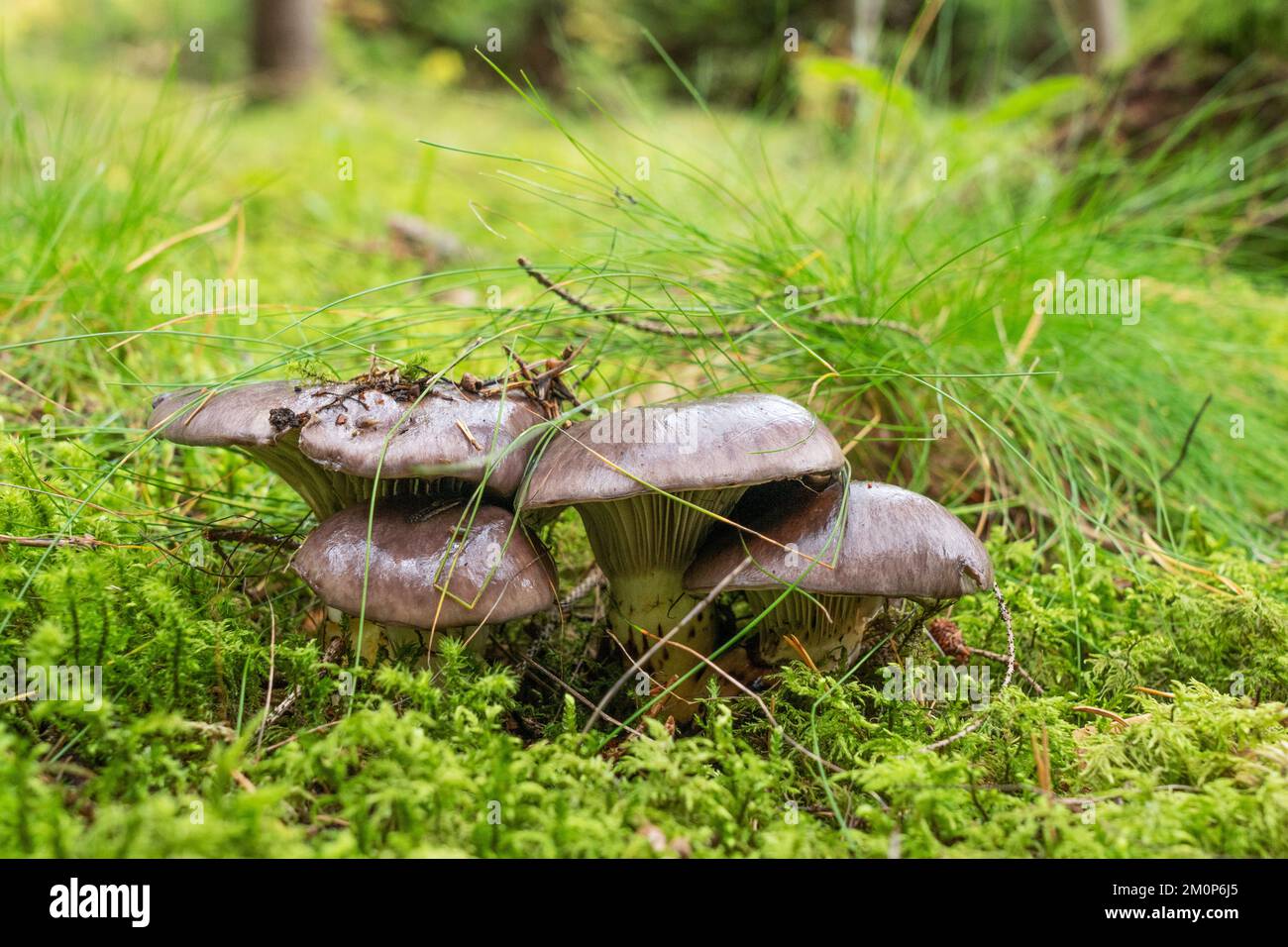 A close-up of Slimy spike-cap mushroom growing in a Spruce forest in Estonia, Northern Europe Stock Photo