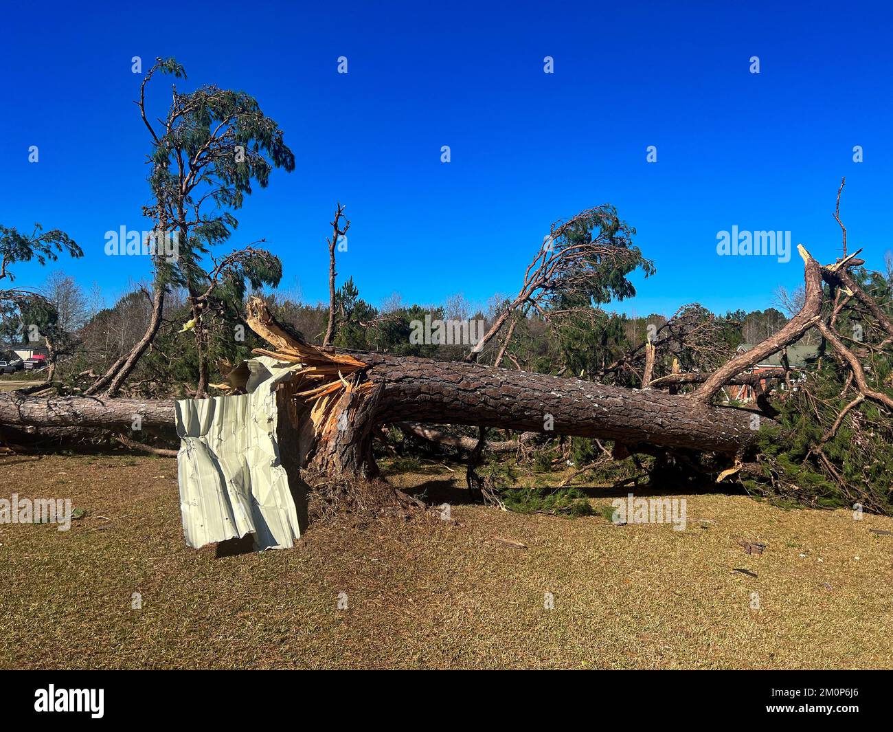 Tornado wind damage to massive tree Stock Photo