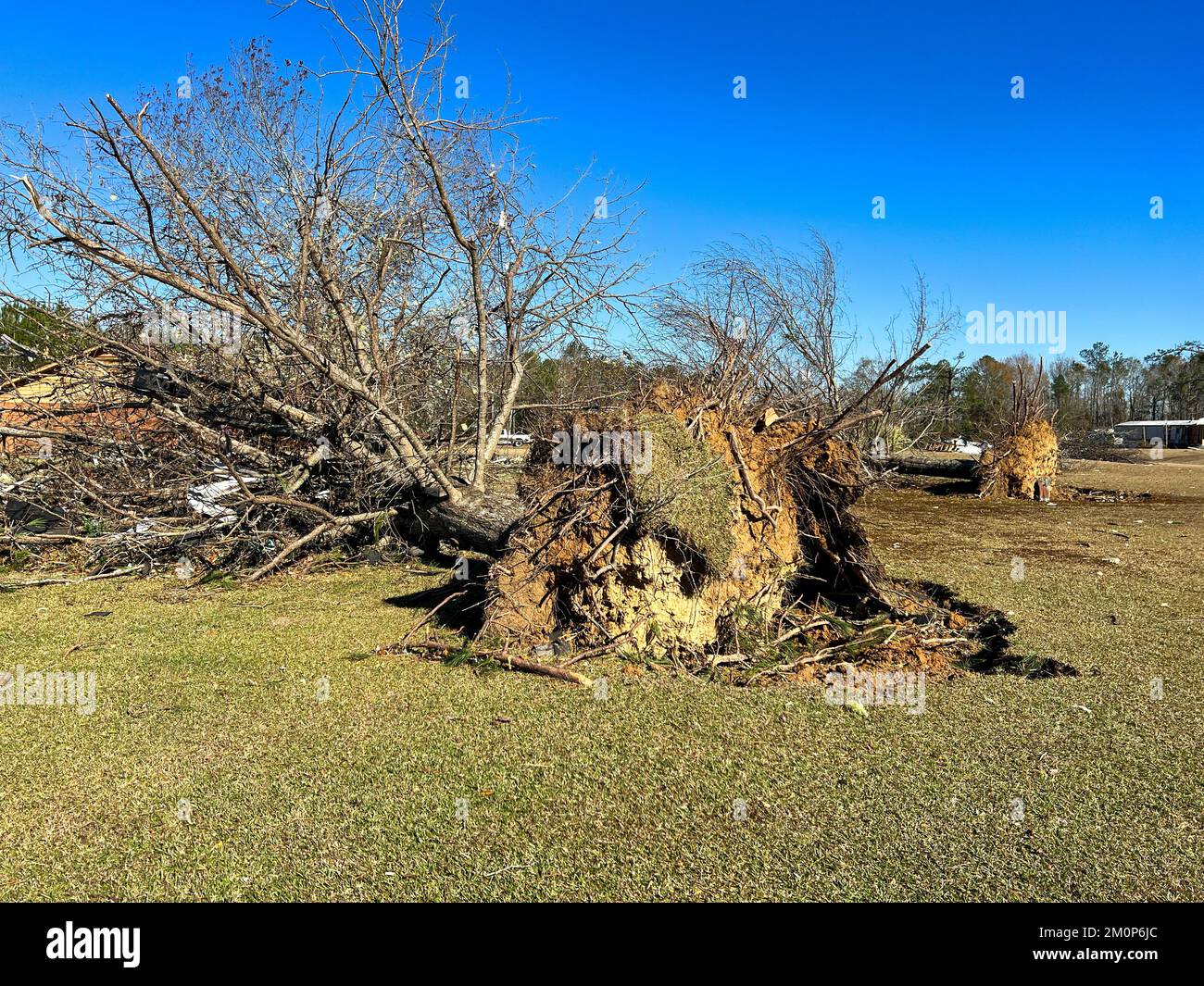 Tree fallen over due to tornado damage Stock Photo