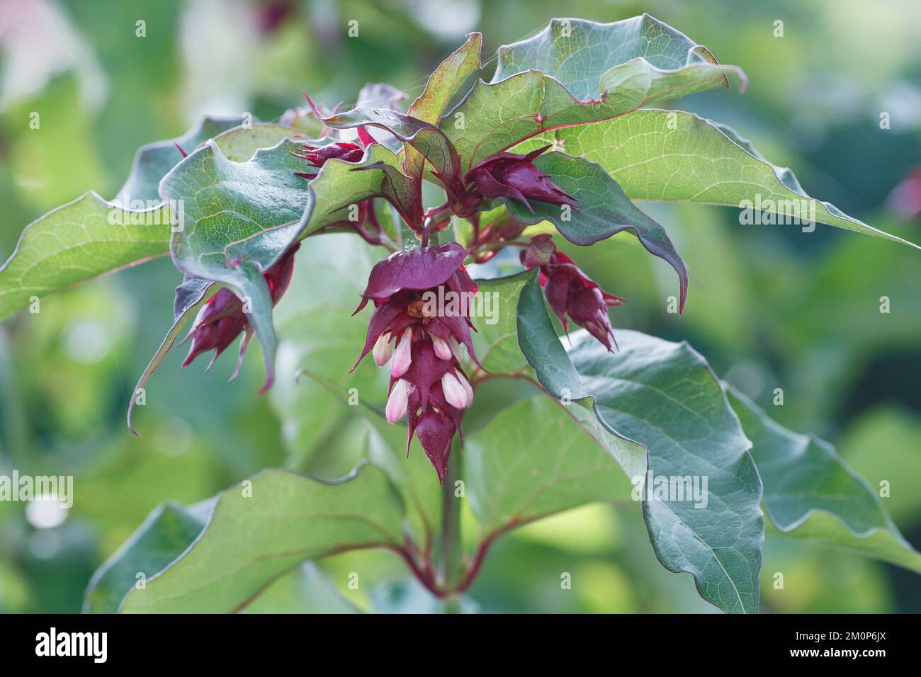 Leycesteria formosa. Himalayan Honeysuckle flower. Stock Photo