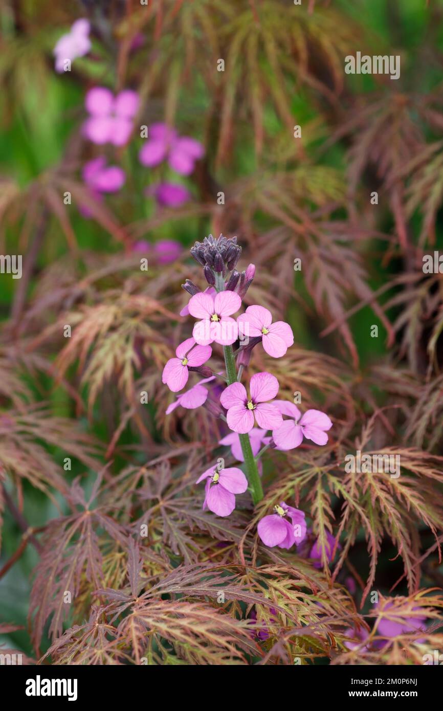 Erysimum 'Bowles Mauve' flowers. Stock Photo