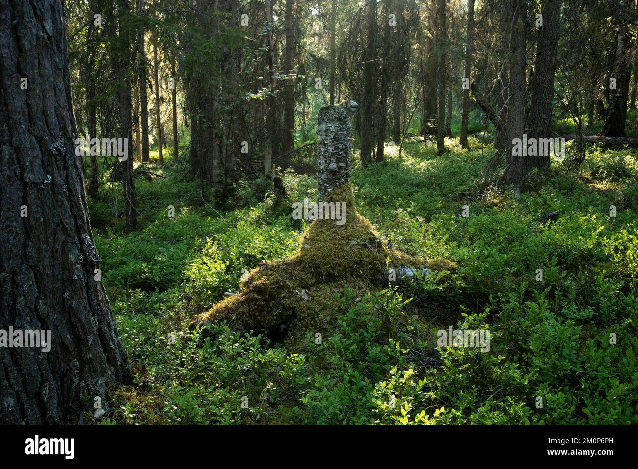 An old-growth summery taiga forest with some deadwood in Närängänvaara near Kuusamo, Northern Finland Stock Photo