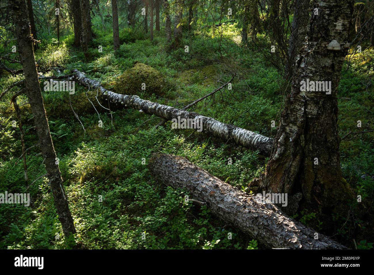 An old-growth summery taiga forest with some deadwood in Närängänvaara near Kuusamo, Northern Finland Stock Photo
