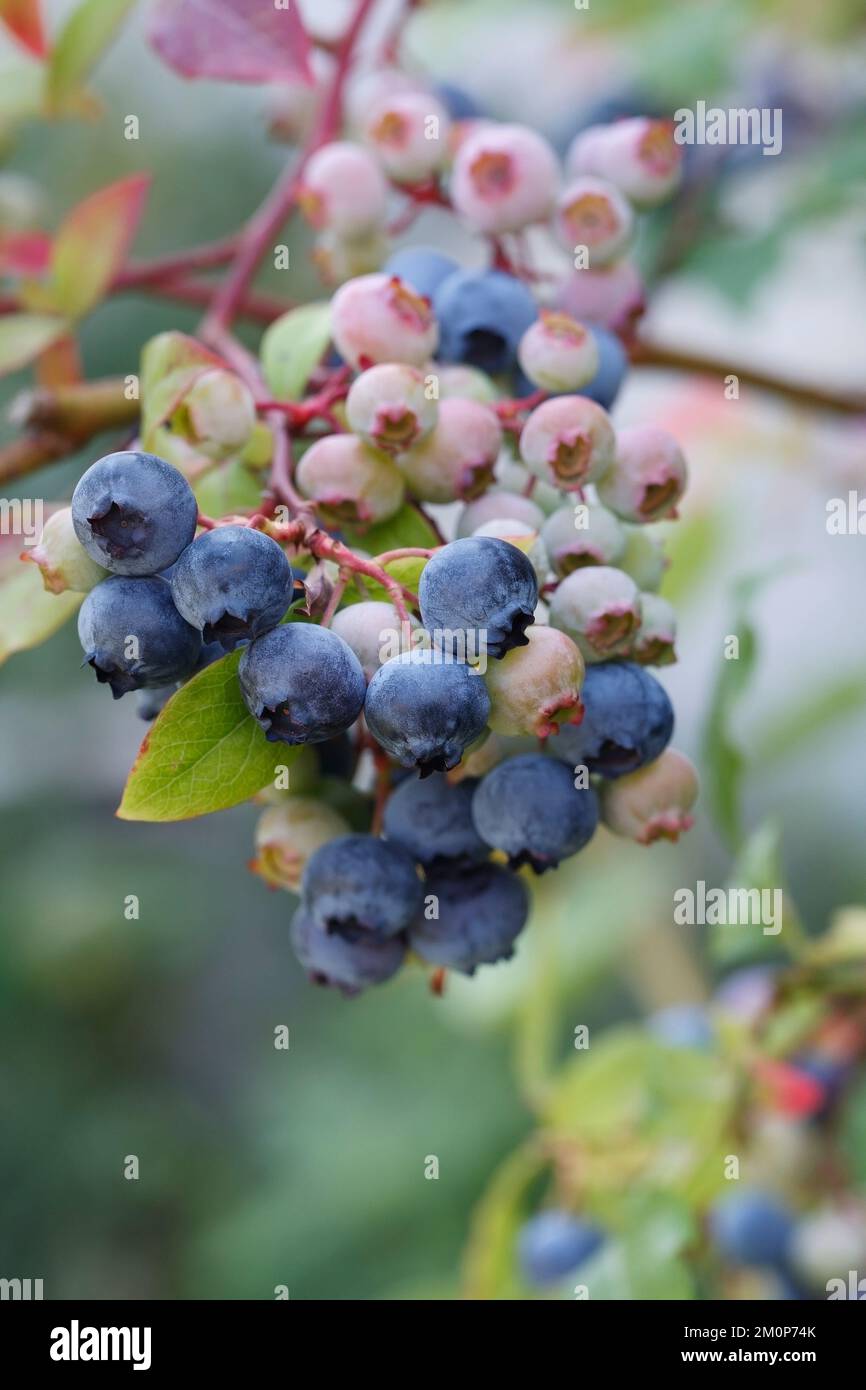 Vaccinium corymbosum. Blueberries ripening on the bush. Stock Photo