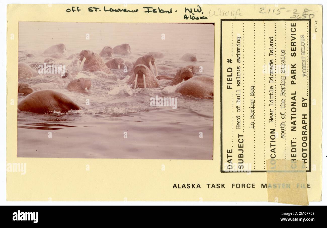 Herd of bull walrus swimming in Bering Sea. Alaska Task Force ...