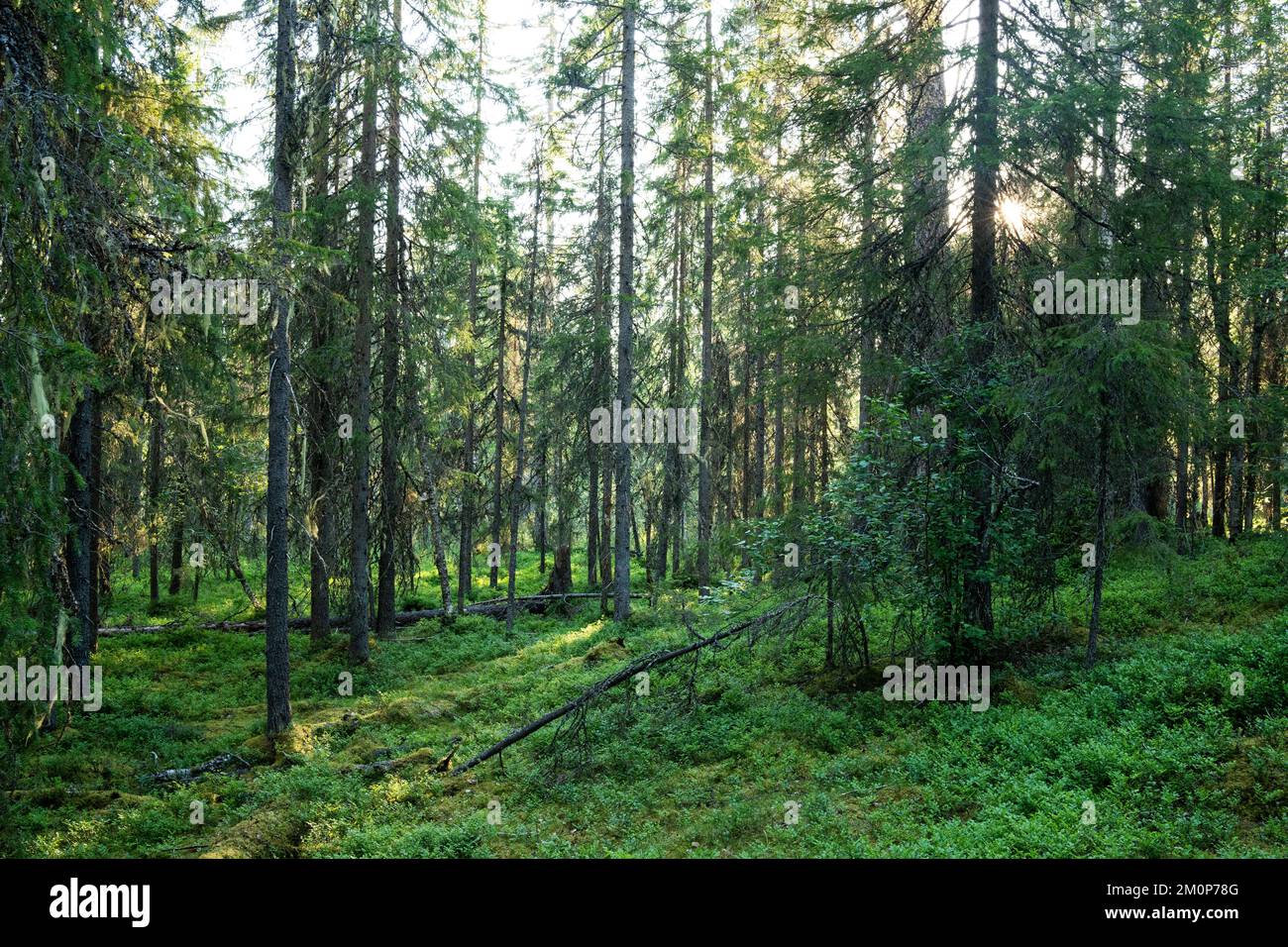 Summery old-growth taiga forest in Riisitunturi National Park, Northern  Finland Stock Photo - Alamy