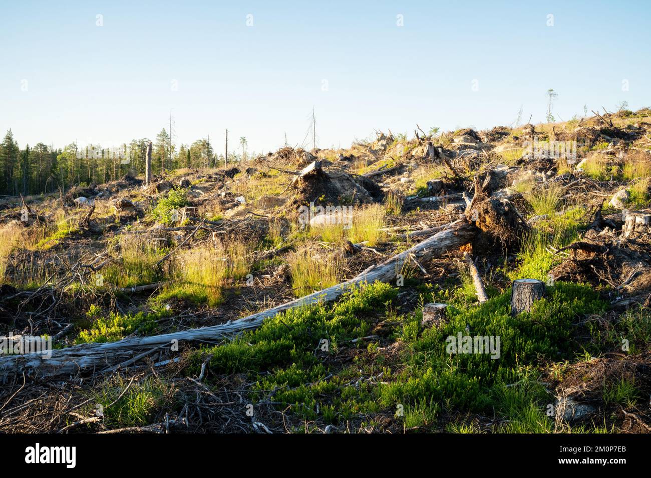 A mineralized clear-cut area with a fallen trunk in the foreground near Hossa, Northern Finland Stock Photo