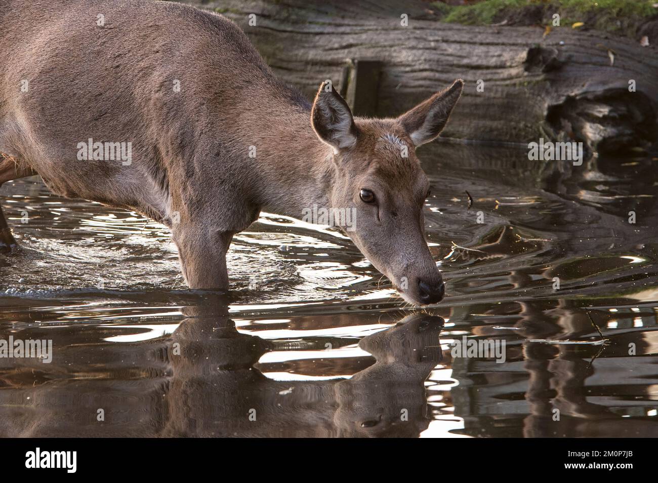 Doe deer testing the water at local pond in Surrey UK Stock Photo
