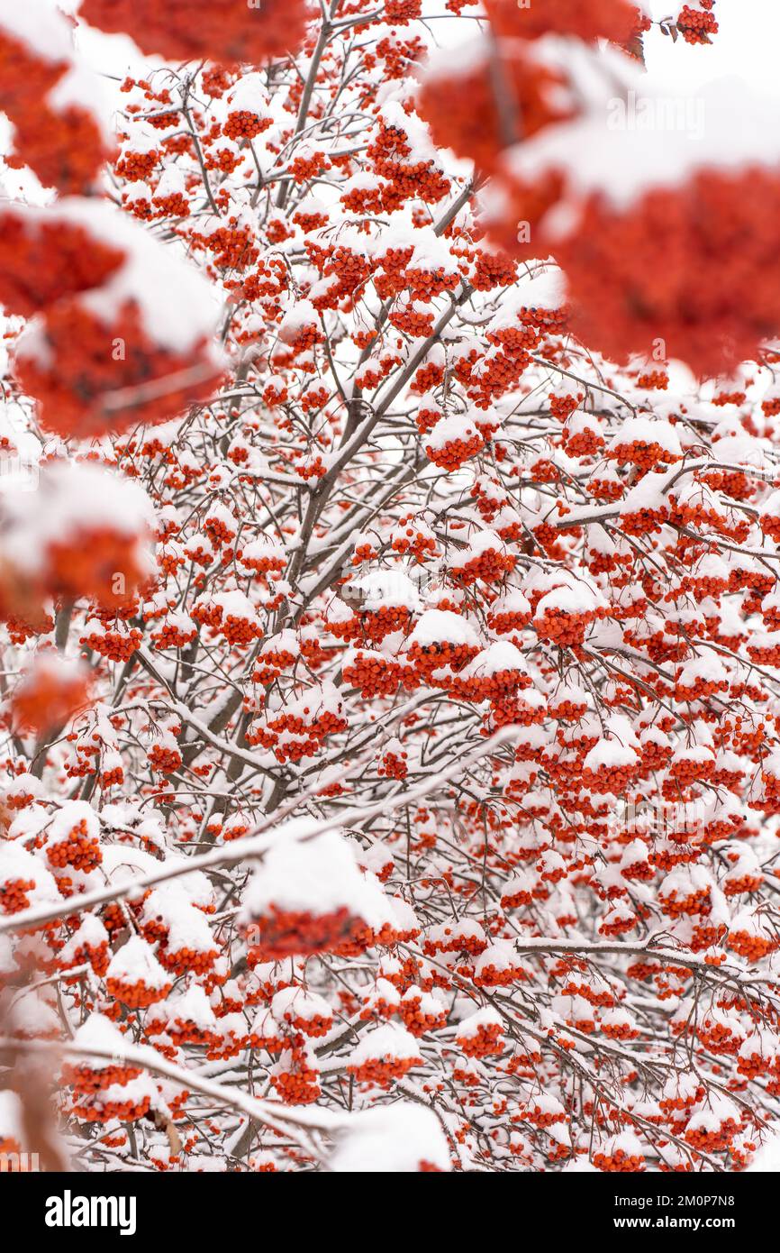Vertical view of the red rowan covered snow in winter Stock Photo - Alamy