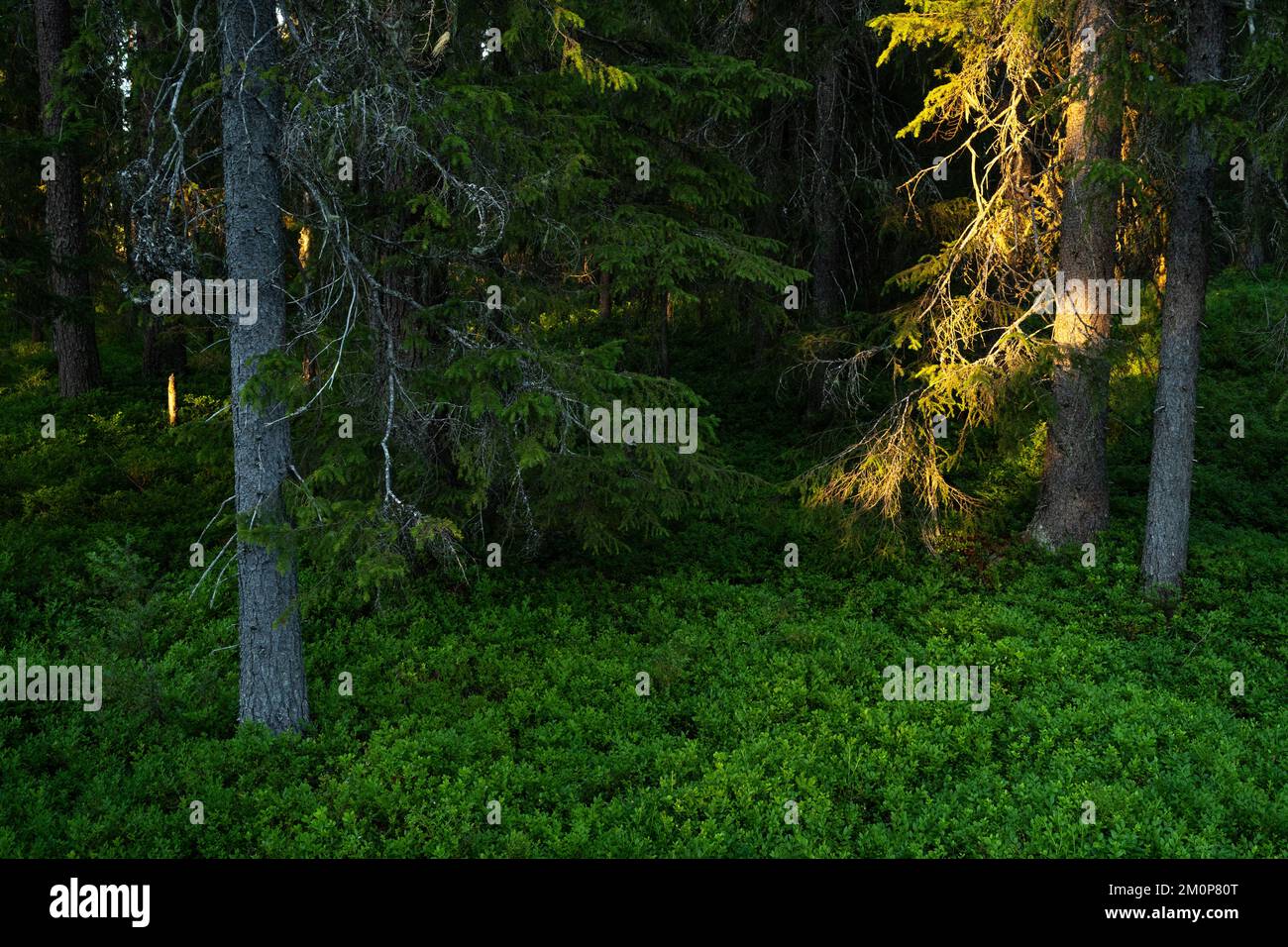 Summery and lush old-growth forest during a sunset near Hossa, Northern Finland Stock Photo