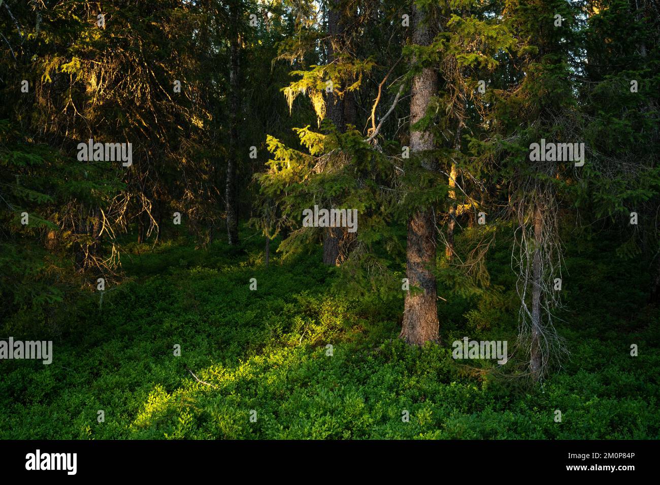 Summery and lush old-growth forest during a sunset near Hossa, Northern Finland Stock Photo