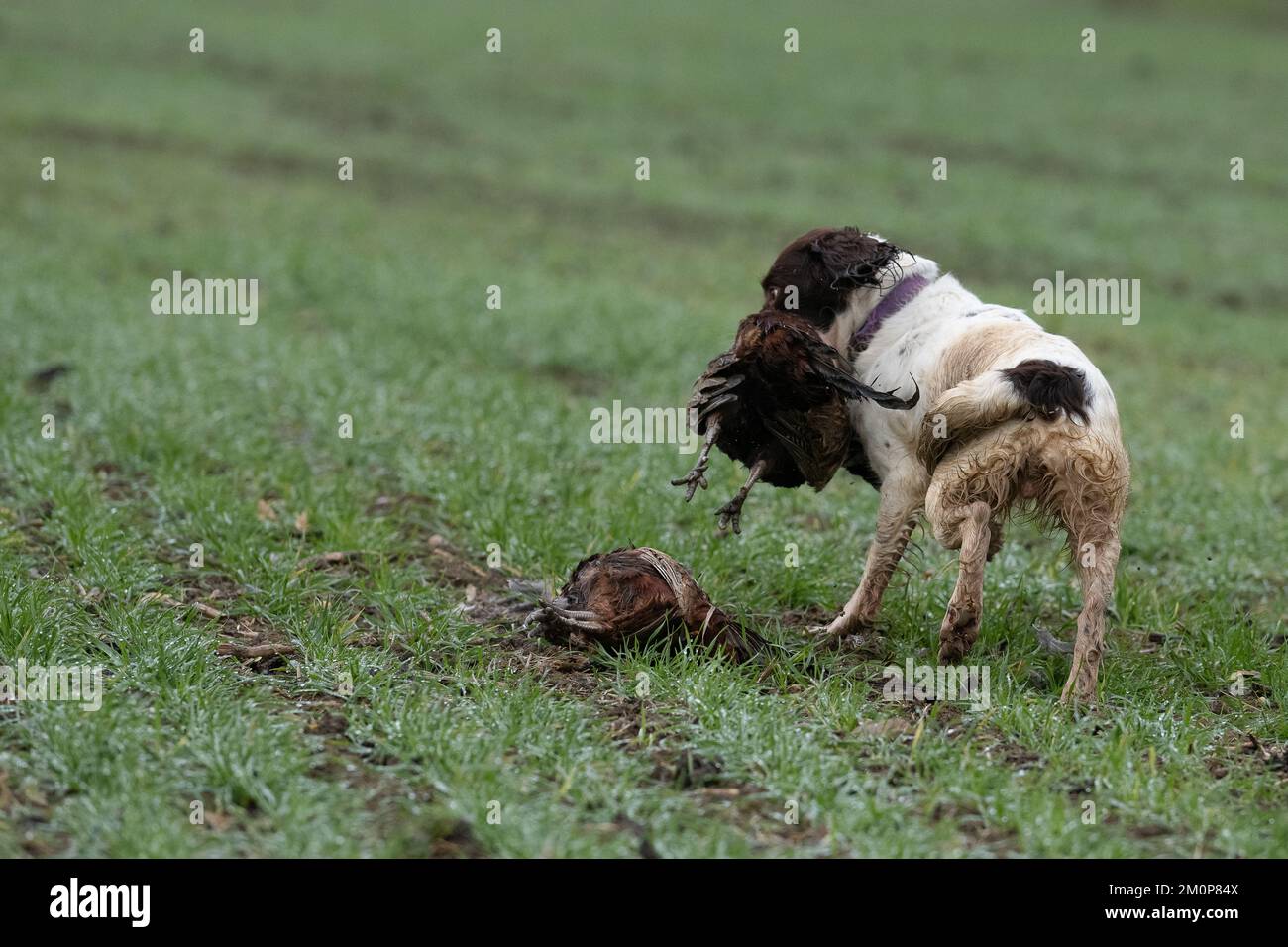 springer spaniel retrieving pheasant Stock Photo