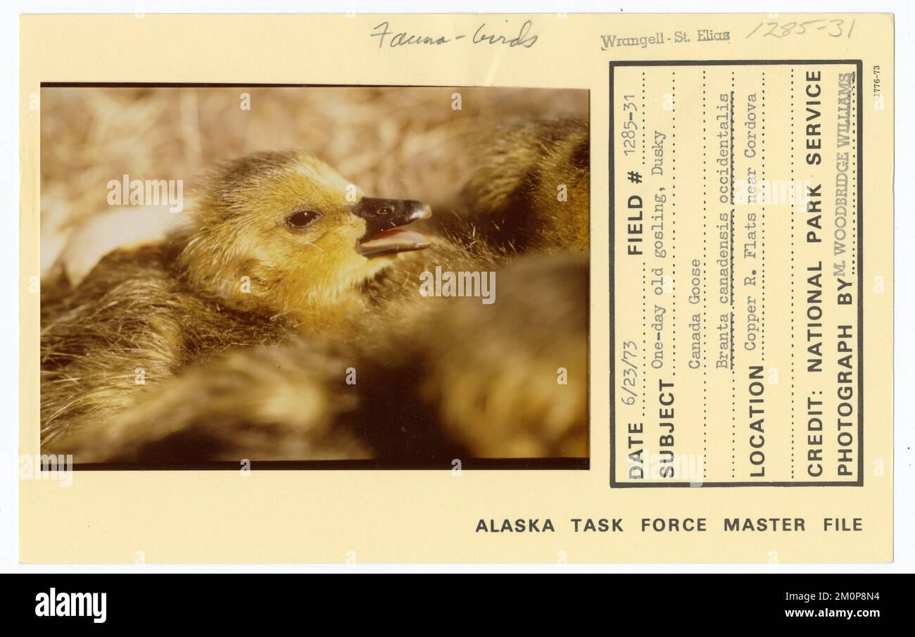 One-day old gosling, Dusky Canada Goose Branta canadensis occidentalis